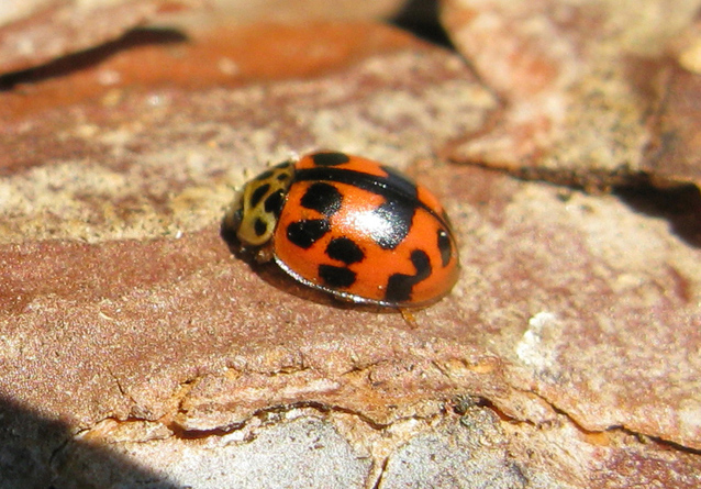 coccinella da identificare: Oenopia conglobata